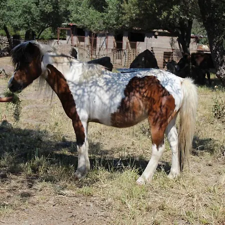 Bed & Breakfast Pira Pinta Dorgali