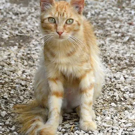 Bed & Breakfast Pira Pinta 3*