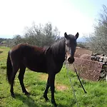 Pira Pinta