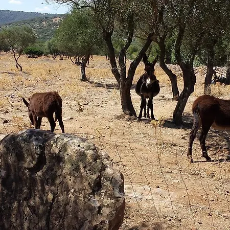 Pira Pinta 3* Dorgali