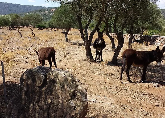 Pira Pinta 3* Dorgali
