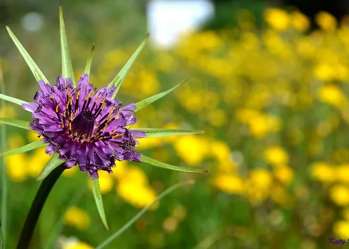 Bed and Breakfast Pira Pinta 3*